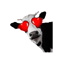 llauqS Sticker