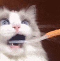 Cat Toothbrush GIF