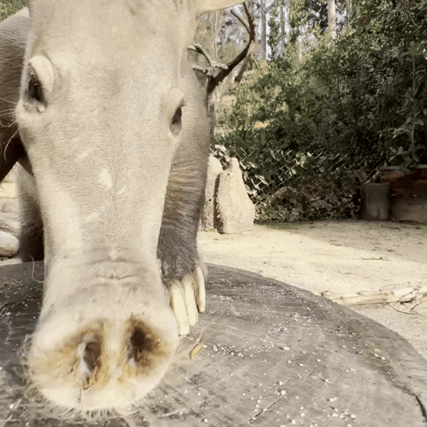 Smell Sniff GIF by San Diego Zoo Wildlife Alliance