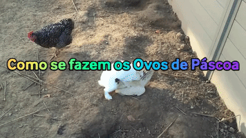 Humor Coelho GIF