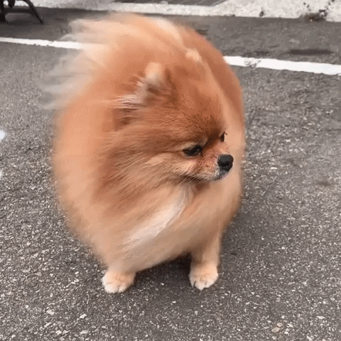 Pomeranian Pom GIF