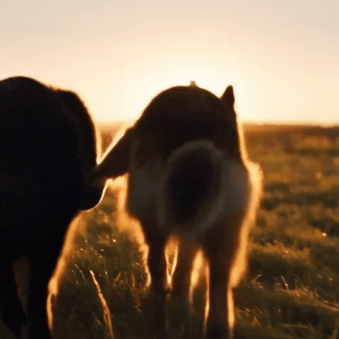 Dog GIF