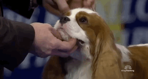 national dog show 2018 cavalier king charles spaniel