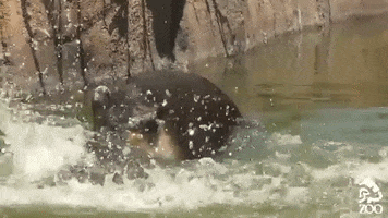los angeles zoo swim GIF by Los Angeles Zoo and Botanical Gardens