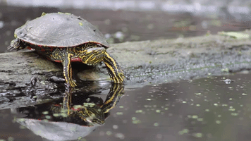 Turtle Minnesota GIF by U.S. Fish and Wildlife Service