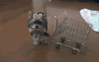 Dog Going Shopping GIF