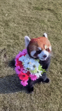 Bear-flowers GIFs - Get the best GIF on GIPHY