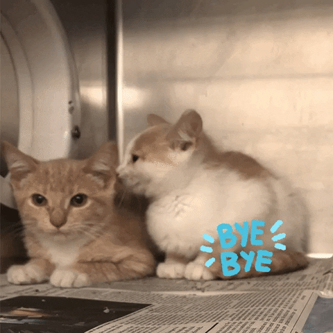 Bye Bye Goodbye GIF by Heartland Animal Shelter