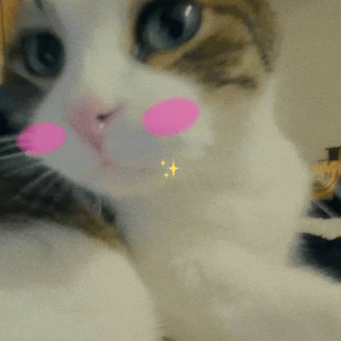 Cat Meme Will You Be My Valentine GIF by Furrend
