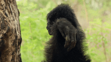 chimp dynasties GIF by BBC Earth