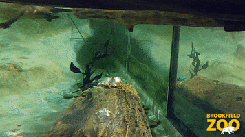 Cute Animals Swimming GIF by Brookfield Zoo