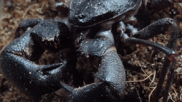 Spider Crab GIF by PBS Digital Studios