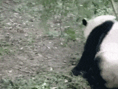panda tantrum gif