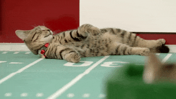 countdown to valentine&#39;s day cat bowl GIF by Hallmark Channel