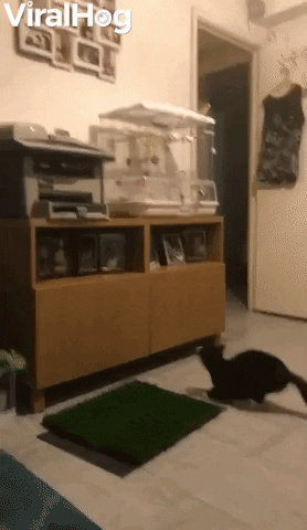 Caring Kitty Shoos Bird Bud Back Into Cage GIF by ViralHog