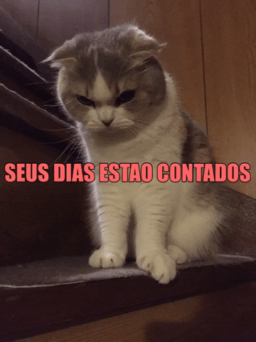 Gato GIF