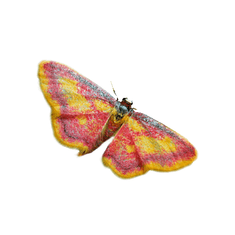 Butterfly Conservation Sticker