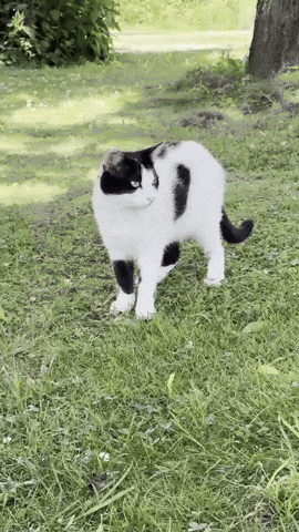 Kung Fu Cat GIF