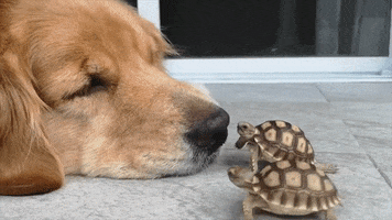 Golden Retriever Dog GIF by Storyful