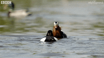 angry fight GIF by BBC Earth