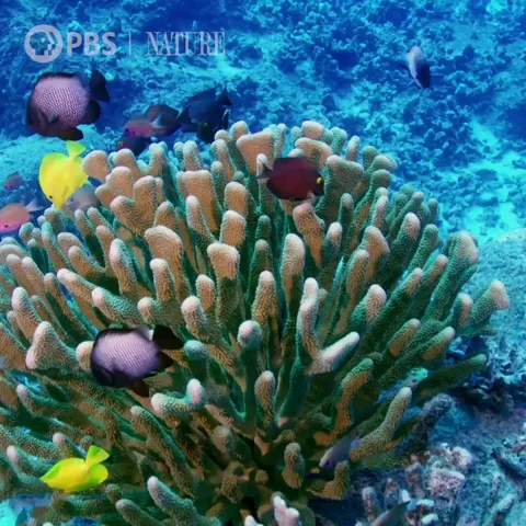 Coral Reef Ocean GIF