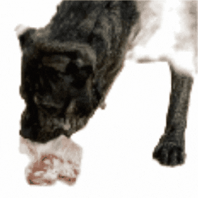 ADR Pet Stores GIF