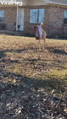Dog Barks With Dr Pepper Box Stuck On Head GIF by ViralHog