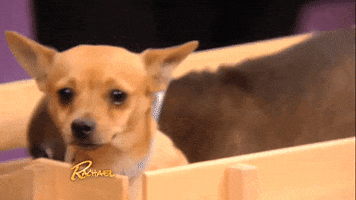 baby animals love GIF by Rachael Ray Show