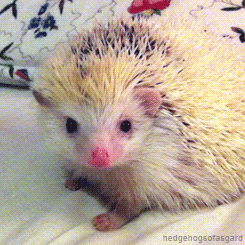 hedgehog