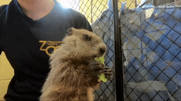 groundhog day cute animal GIF by Milwaukee County Zoo