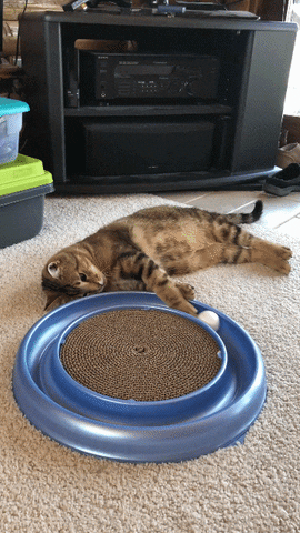 Video gif. A cat lays on the floor, flopped next to a spinning ball toy. The ball rolls around in a circle in the blue base and when the ball come back around to the cat, it pays it lazily. 