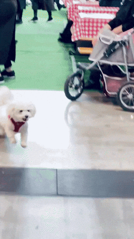 BOGGL GIF