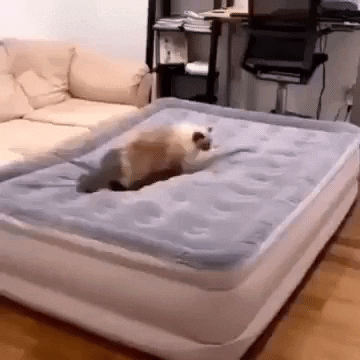 Cats GIF