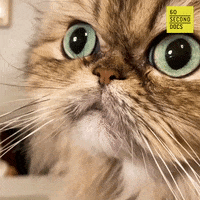 Cat Love GIF by 60 Second Docs