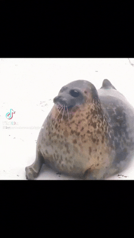 Thesaidenyt GIF