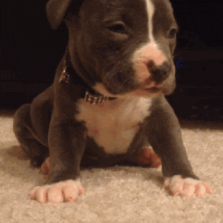 puppy gifofdogs GIF by Rover.com