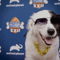 Dog Sunglasses GIF by Puppy Bowl
