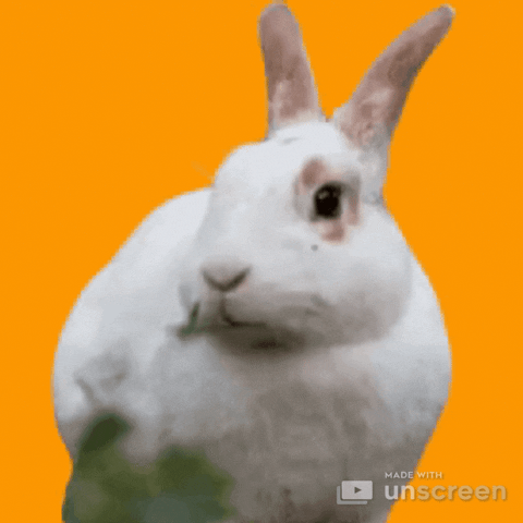 Hungry Bugs Bunny GIF by Unscreen