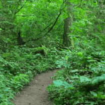 Oregon Wilderness GIF by Four Rest Films