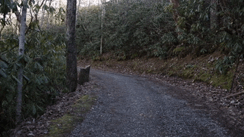 Forest Woods GIF by JC Property Professionals