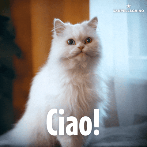 Sponsored gif. Fluffy white cat meows. Text reads, “Ciao!”