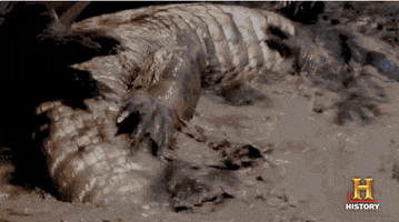 history rolling GIF by Swamp People