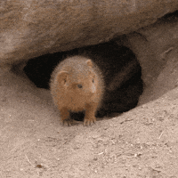 Watch Out What GIF by San Diego Zoo