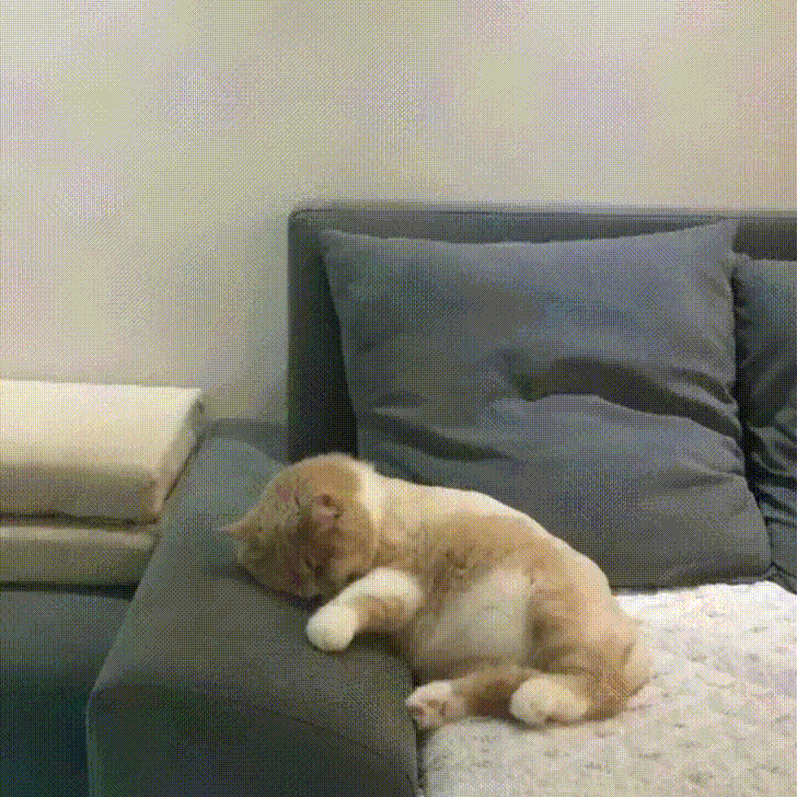 Video gif. Cat is sound asleep on the couch. The cat’s feet start slowly moving like it's running in its dream, and then suddenly their feet get really fast that the cat throws itself backwards a bit.