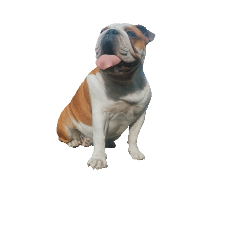 Dog Mir Sticker by IN MOTIONS