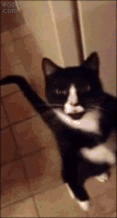 Walking Cat Reaction GIF by MOODMAN
