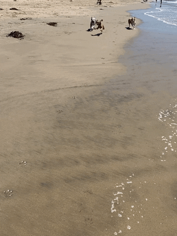 Dog GIF