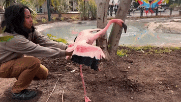 Think Pink Home GIF by Oakland Zoo