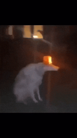 Danger Emergency GIF