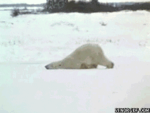 Polar Bear Snow GIF - Find & Share on GIPHY